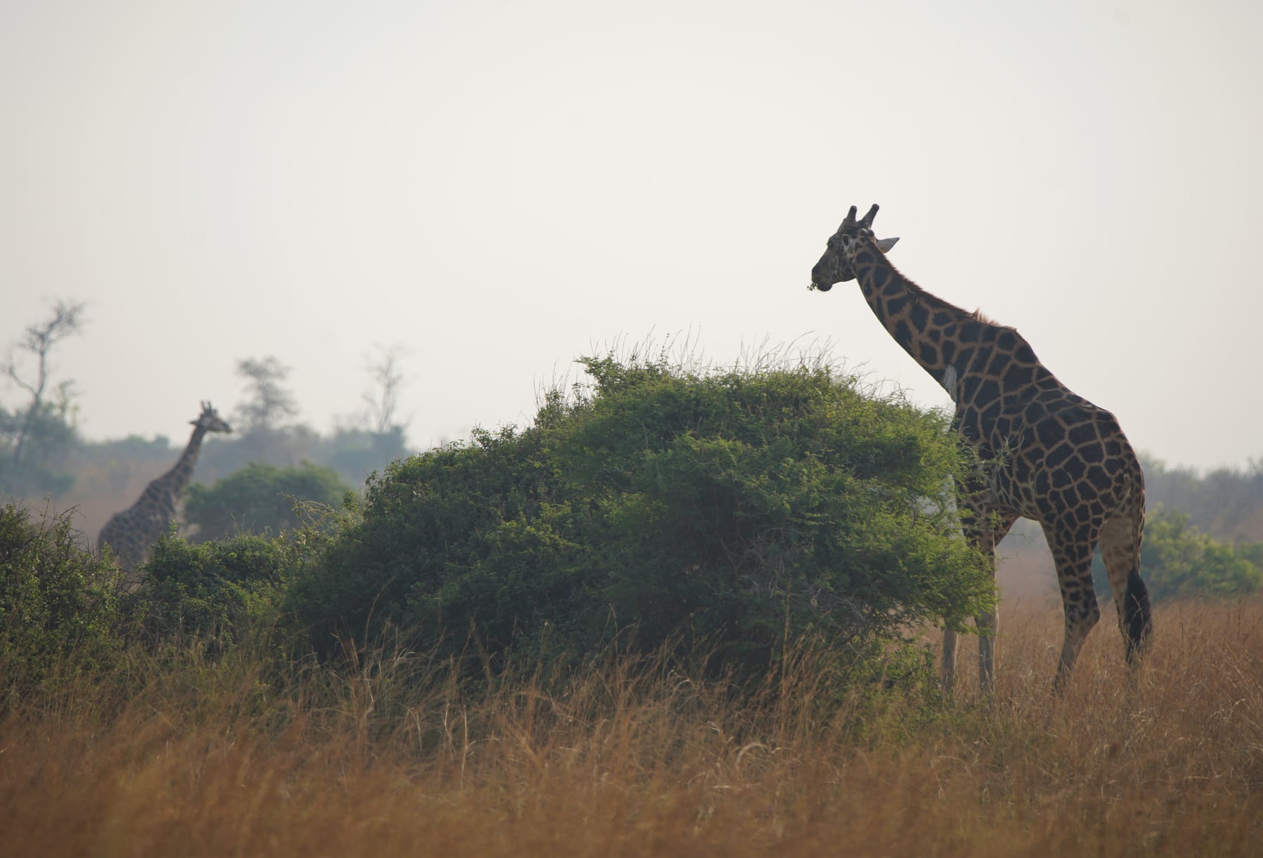 Национальный парк Мёрчисон-Фоллс в Уганде