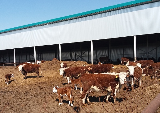 В Казахстане сельское хозяйство все больше развивается за счет животноводства 