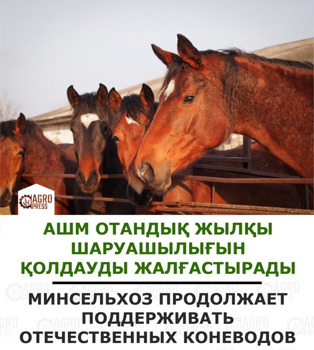 Субсидирование поголовья лошадей в Казахстане превысило показатели СССР