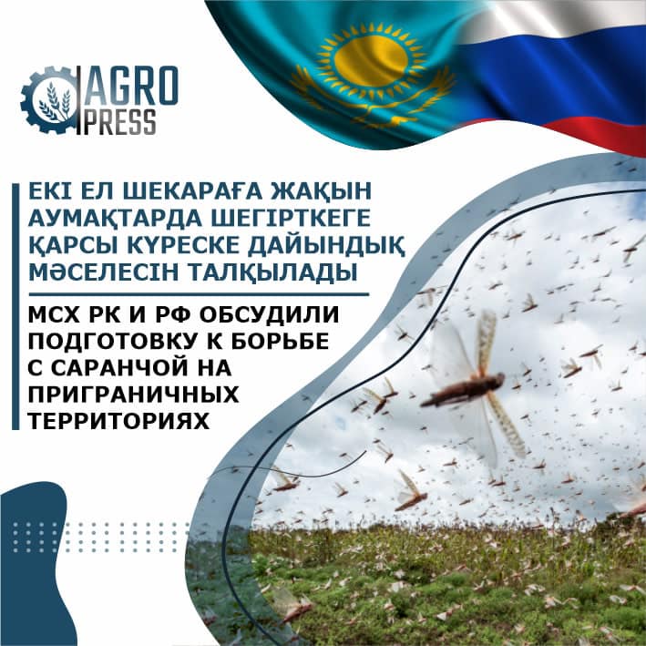 МСХ РК и РФ будут вместе бороться с саранчой на приграничных территориях