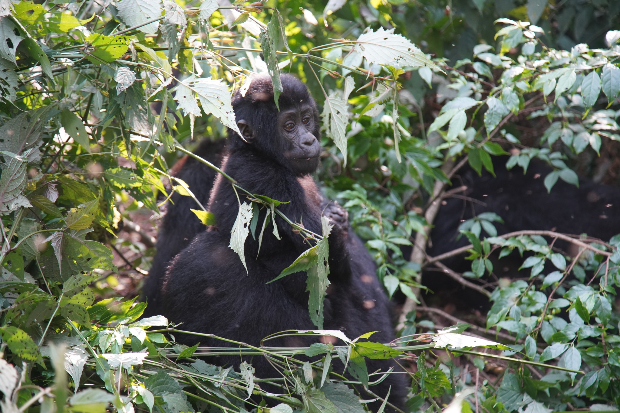 Горные гориллы