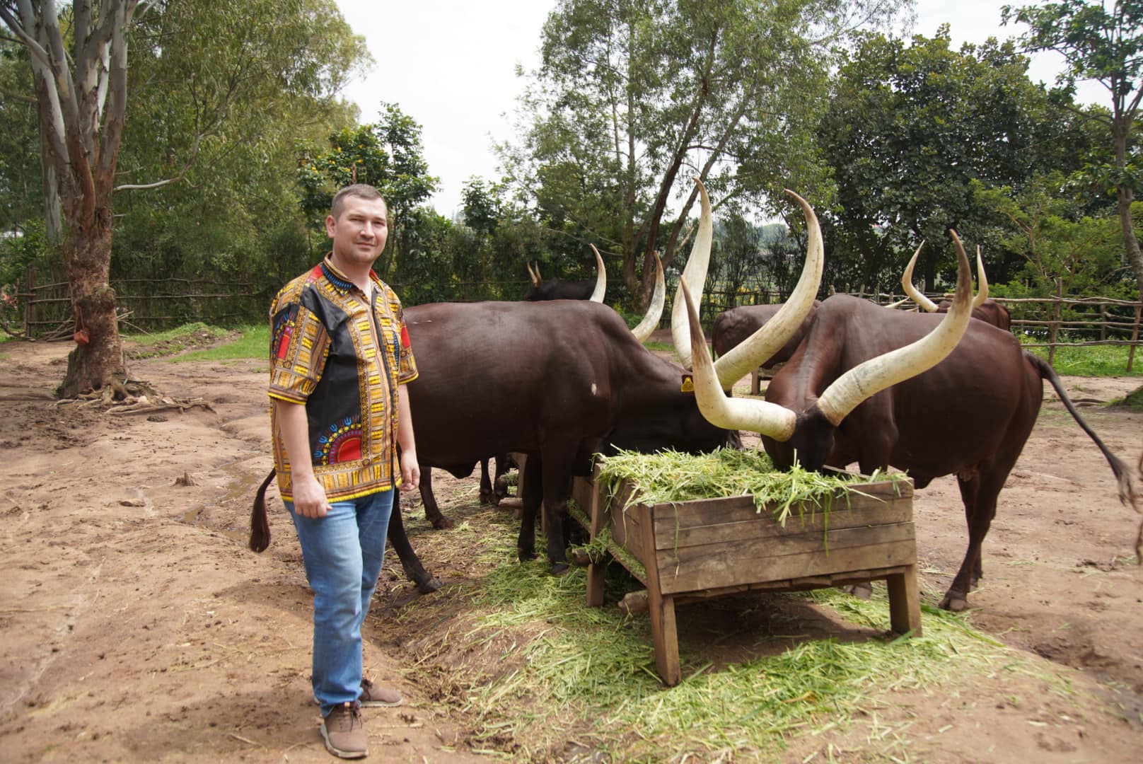 Длиннорогие коровы Иньямбо Руанды