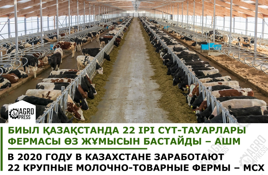 В 2020 году в Казахстане заработают 22 крупные молочно-товарные фермы