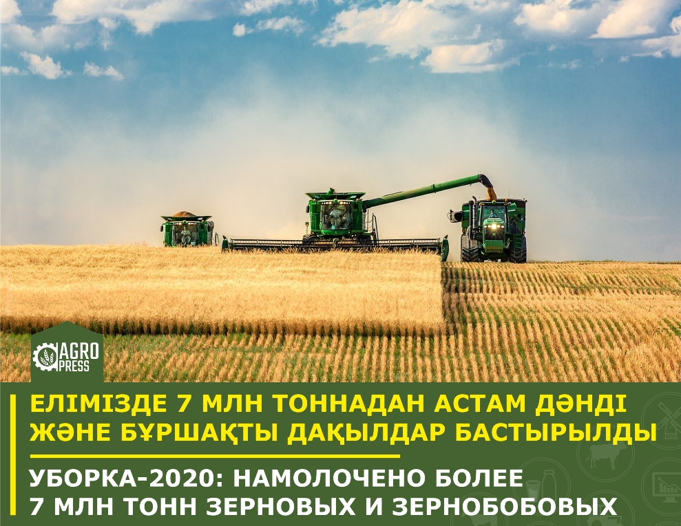 Уборка-2020: намолочено более 7 млн тонн зерновых и зернобобовых