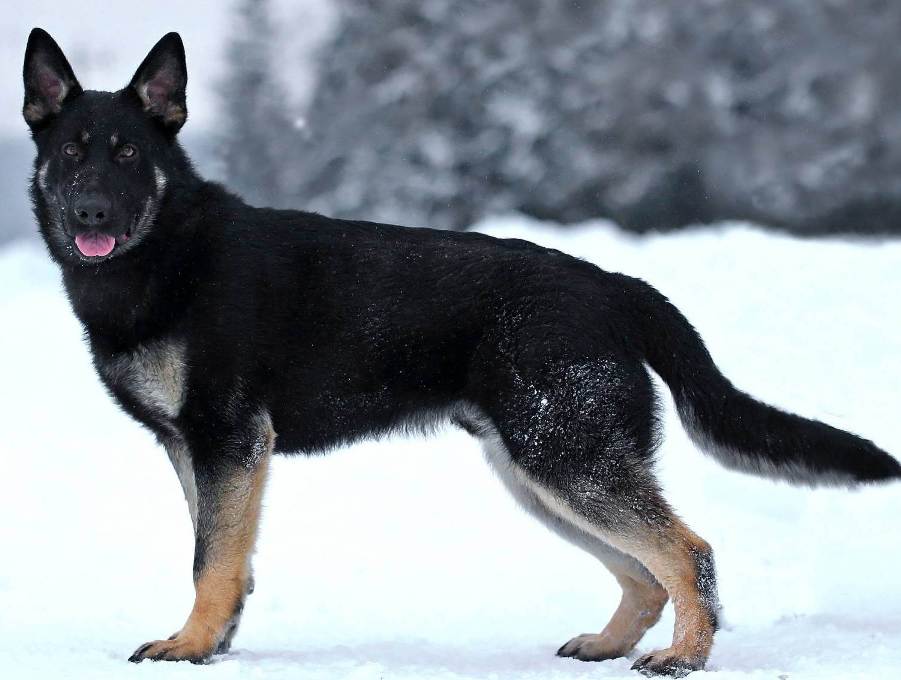 В Уральске собака нашла наркотики у прохожего