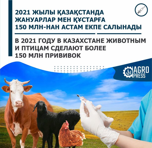 150 млн прививок сделают животным и птицам в 2021 году в Казахстане 
