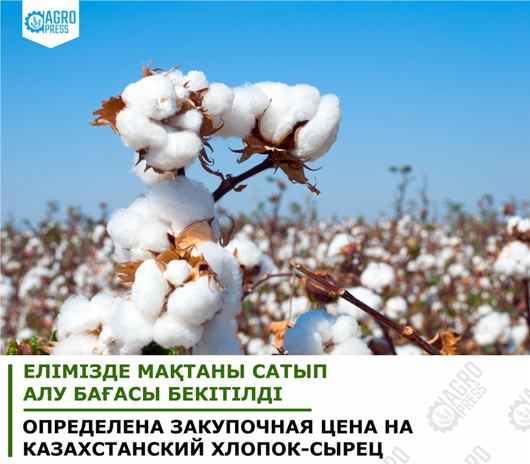  В Казахстане кг хлопка будут покупать не меньше, чем за 130 тг