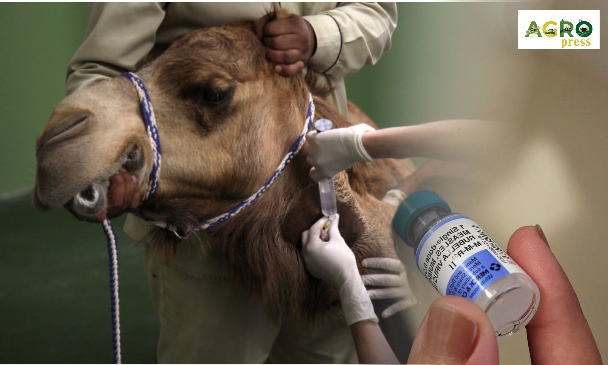 В Казахстане начат выпуск вакцин против оспы для верблюдов
