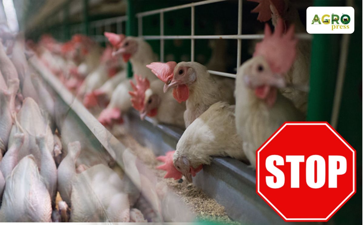 В Казахстане ограничили ввоз мяса птицы из Украины