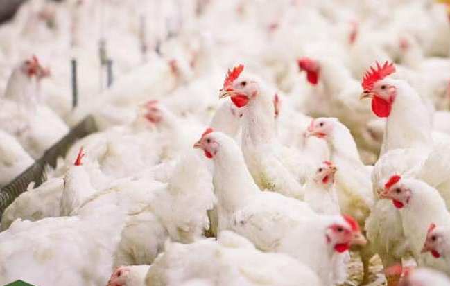 Компенсации пострадавшим от птичьего гриппа выплачены в полном объеме – Комитет ветконтроля РК
