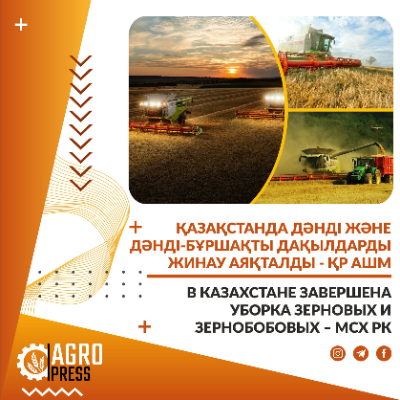 Урожай зерновых в Казахстане небольшой, но качественный