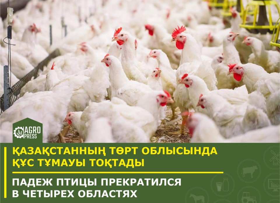 Падеж птицы в Казахстане прекратился в четырех областях