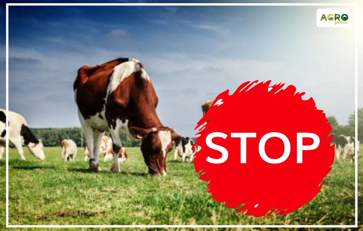 Минсельхоз РК закроет экспорт живого скота