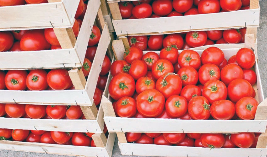 Казахстан временно остановил ввоз азербайджанских томатов 