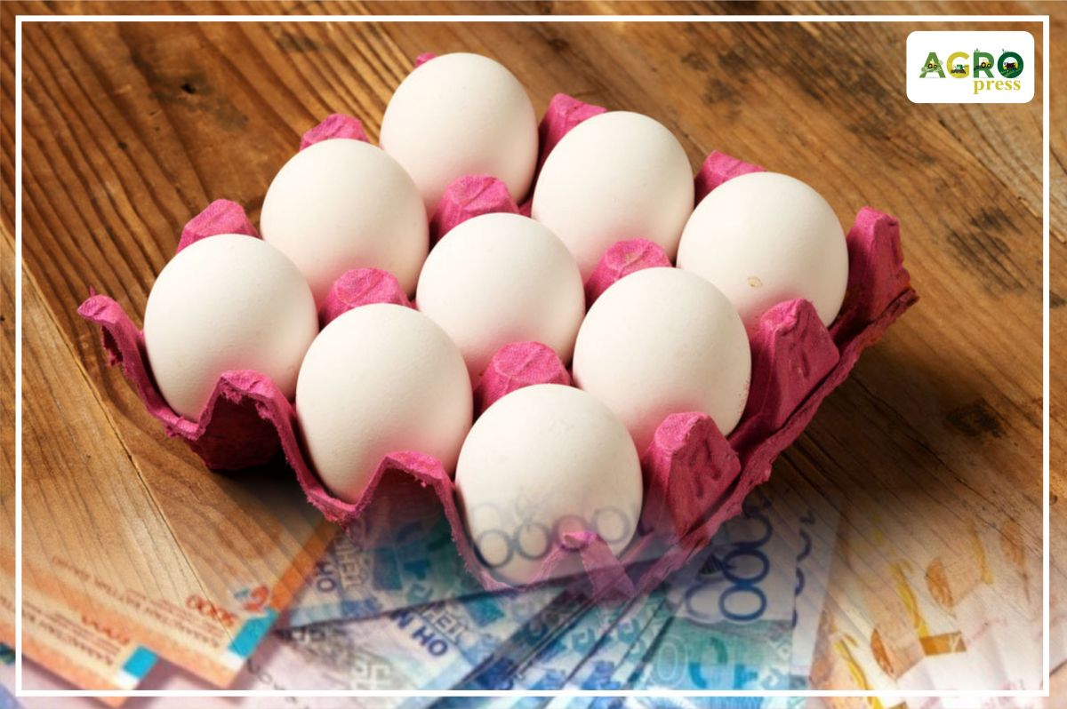 Минсельхоз РК прокомментировал изменение правил субсидирования производителей пищевых яиц