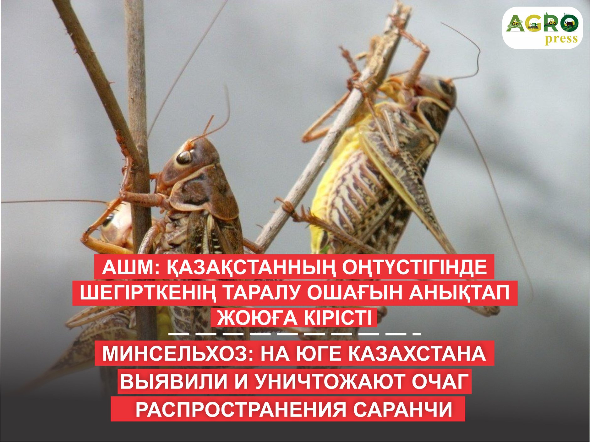 На юге Казахстана уничтожают очаг распространения саранчи