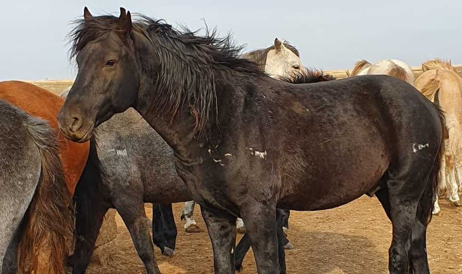 26 лошадей нашли и вернули владельцам сотрудники ДП ЗКО