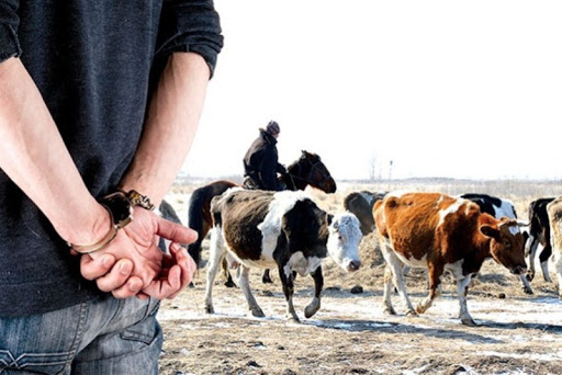 Число краж скота резко сократилось за последние 5 лет в Казахстане