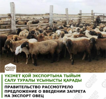 Правительство Казахстана рассмотрело предложение о введении запрета на экспорт овец