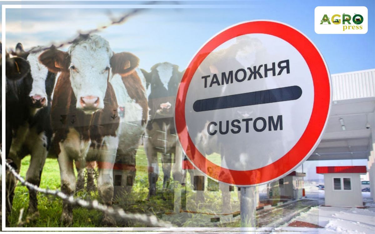 Коровы вне закона в СКО – комментарий Минсельхоза РК