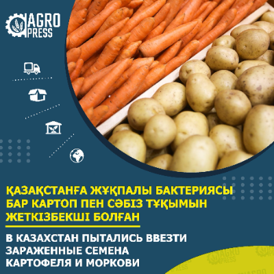 В импортируемых в Казахстан семенах картофеля и моркови обнаружили опасную бактерию