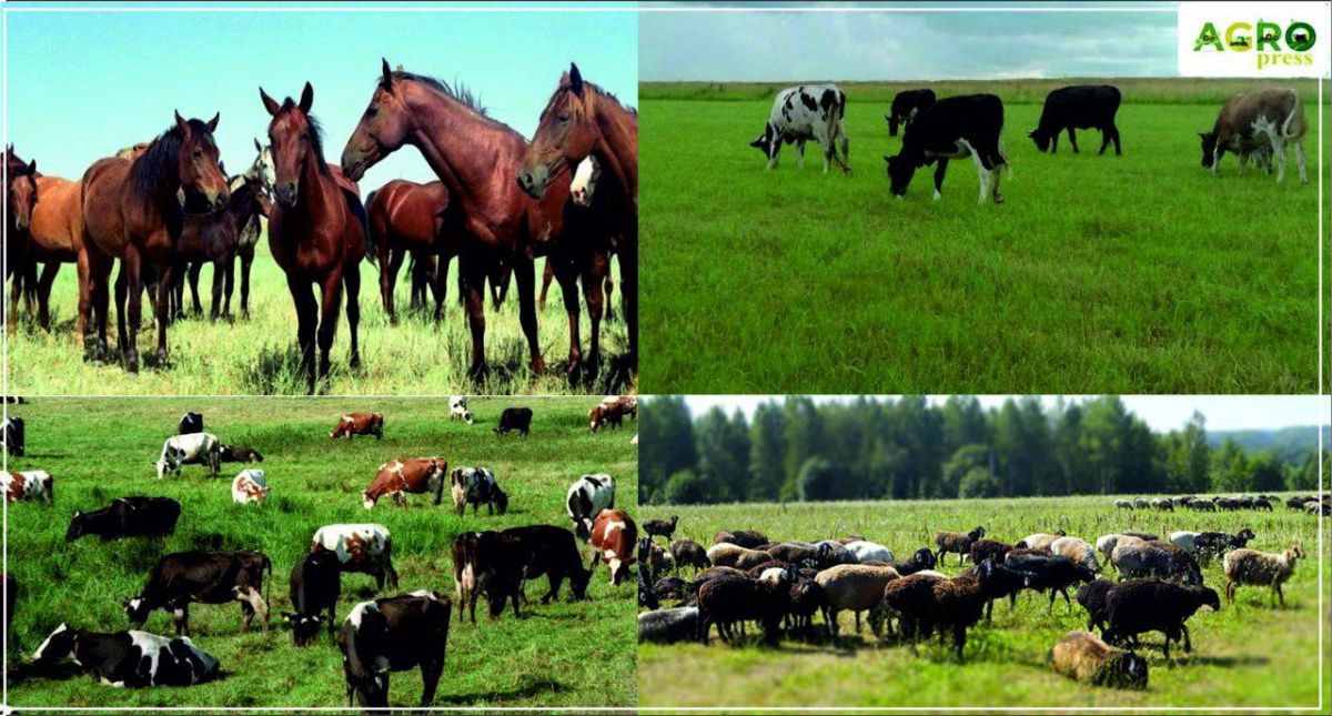 В 2019 году в Казахстане забили больше скота, чем в 2018-м – МСХ РК